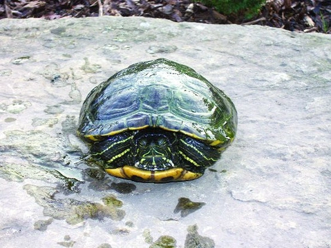 Jak jsem chovala vodní želvy