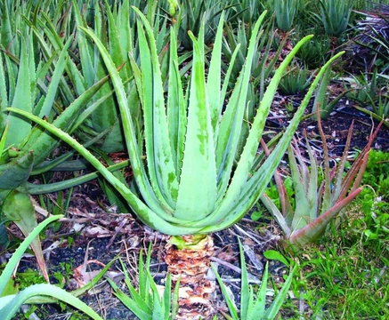 Aloe vera v praxi