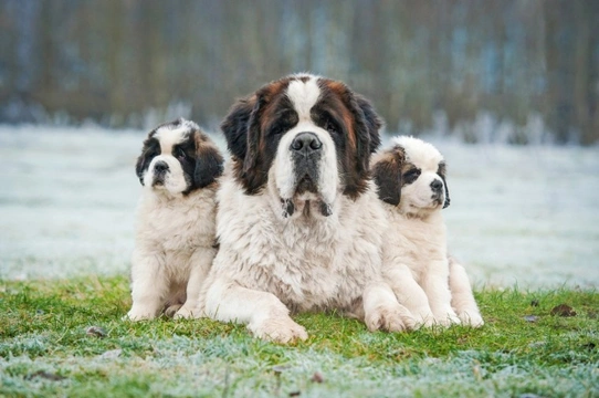 St bernard discount good family dog