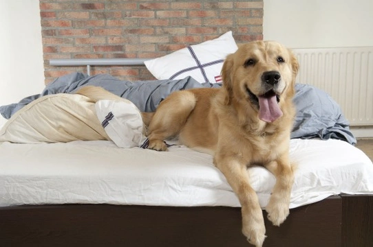 Should You Let Your Pet Sleep in the Bed?