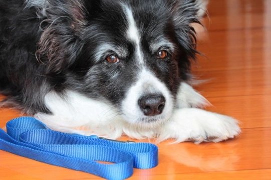 What Happens to Retired Working Dogs?