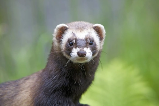 Common household items that are toxic to ferrets