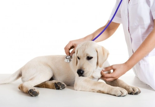 Infectious canine hepatitis - Hepatitis in dogs