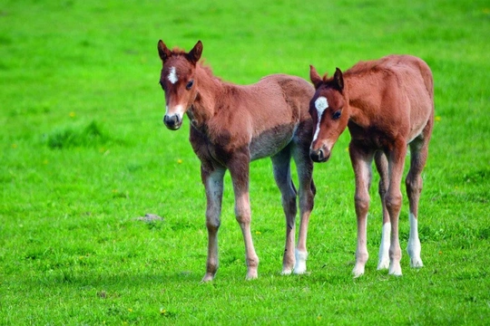 Velký zázrak – koňská dvojčata