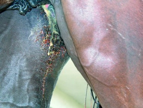 Zraněný kůň a homeopatie