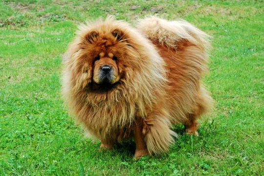 Smooth coat best sale chow chow