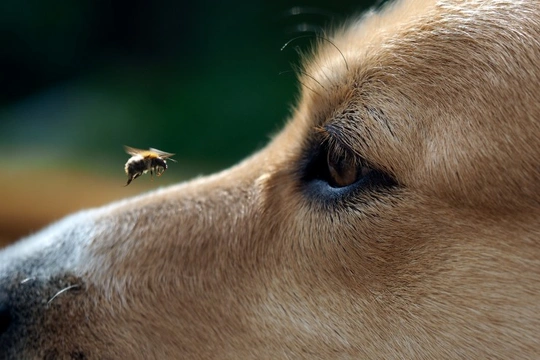 How to Deal With Bee & Wasp Stings in Dogs