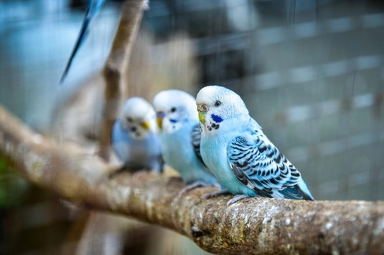 Twenty five fun and interesting facts about budgies