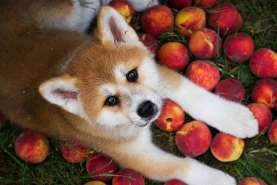 Are peach pits and fruit stones safe for dogs?