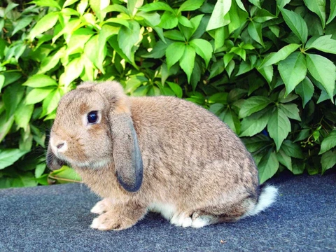 Posuzování králíků v obrazech VIII. Péče a zdraví