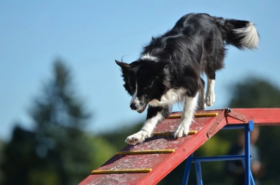Competing in your first dog agility show - What to do