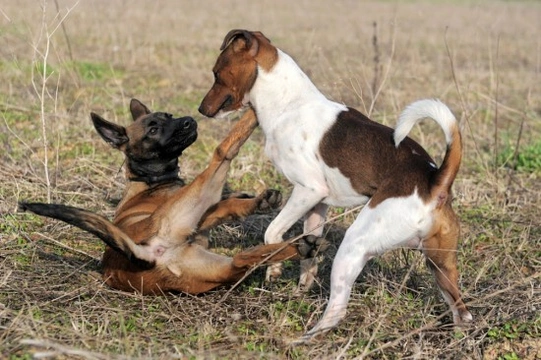 Dominance in Dogs - Dog Behaviour