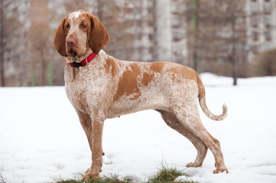 The Bracco Italiano a Robust Breed with Few Health Issues