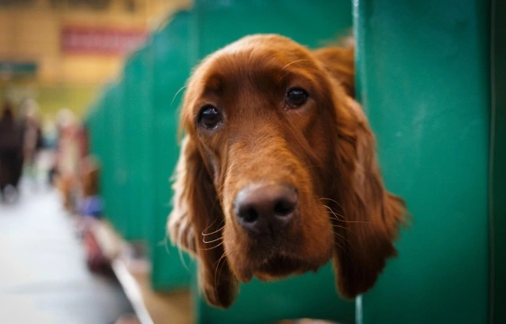 Crufts 2015 - The bad parts