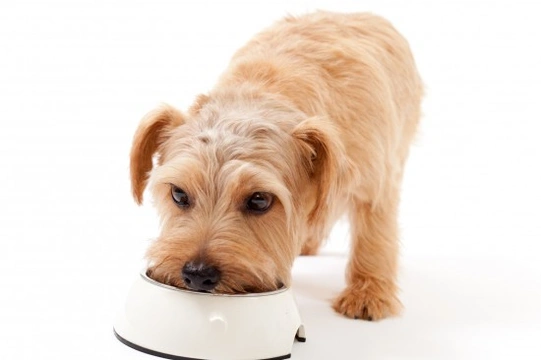 How what you feed your dog can affect their temperament and personality