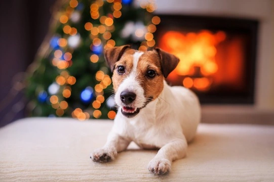 Make some good New Year’s resolutions for your dog