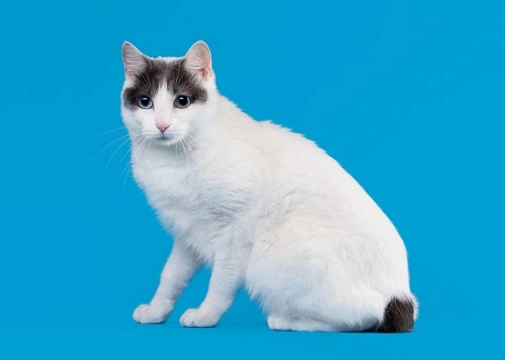 The Japanese Bobtail a Cat with Few Health Issues