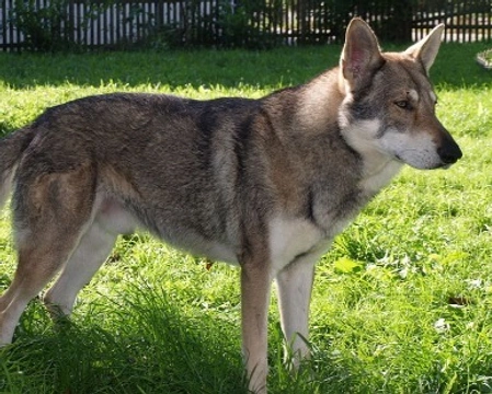 Cane lupo di Saarloos: prezzo dei cuccioli, carattere e dove adottarlo