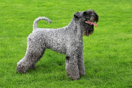 Kerry blue store terrier for sale