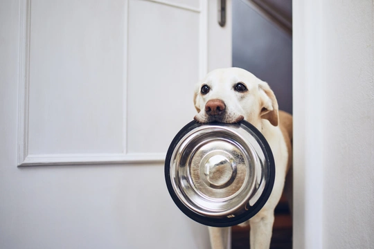 Orientujete se v tom, jak krmit psa, aby byl v kondici?