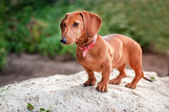 Is surgery for intervertebral disc disease in the Dachshund effective?