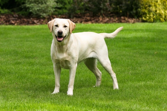 Retinal dysplasia (RD) and oculo skeletal dysplasia (OSD) DNA testing for the Labrador retriever dog