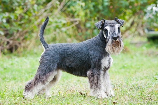 A best sale schnauzer dog