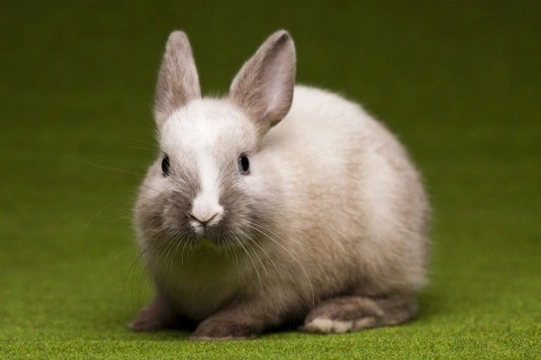Five of the most common health problems in rabbits
