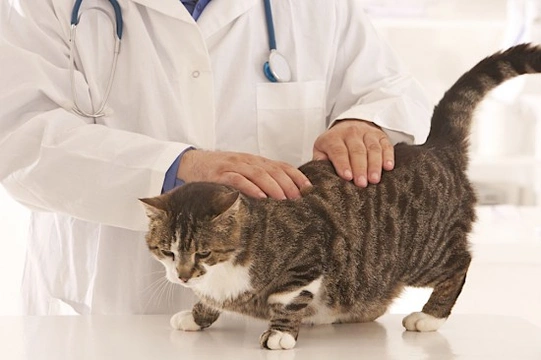 All about cat only veterinary practices