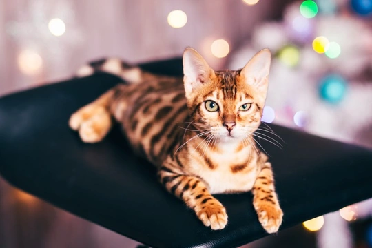 Getting a New Cat or Kitten at Christmas Time