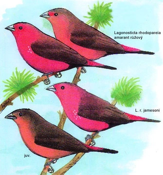 Amaranti – 3. část (Amarant růžový - Lagonosticta rhodopareia)