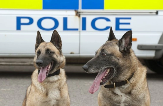 How do police and military dogs interact with their handlers and trainers?