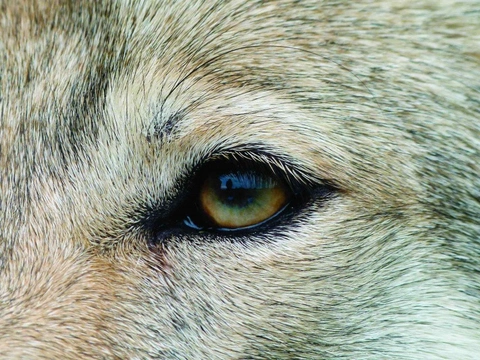 Svět podle psa – část 28. Průvodce labyrintem psích emocí – Tajemství očního kontaktu