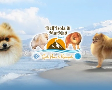 Spitz Nano e Piccoli