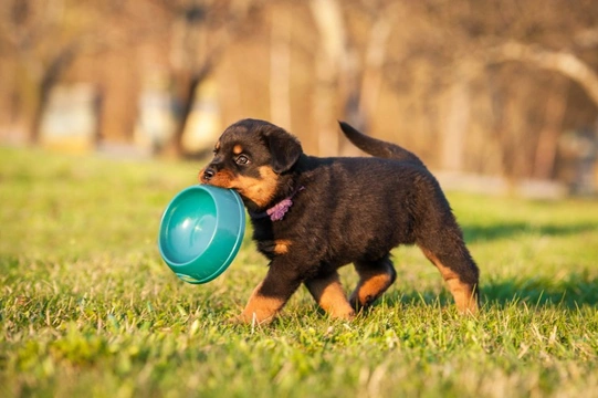 At what age do hotsell you start weaning puppies