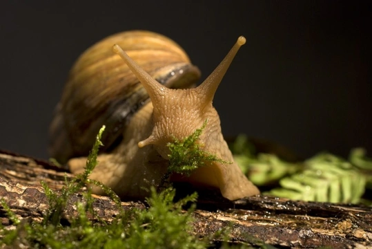 Snails as pets? The giant African land snail