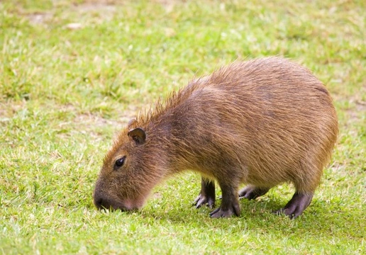 Capybara as a Pet in the UK: Rules and Regulations