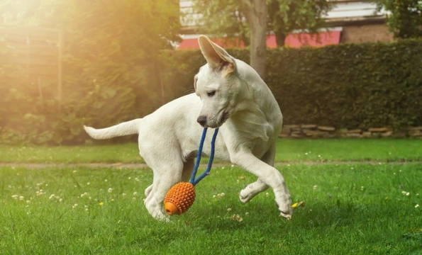 How to motivate a dog to play and exercise