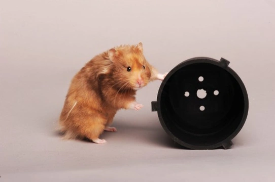 Hamster Facts. Amazing Facts About Hamsters