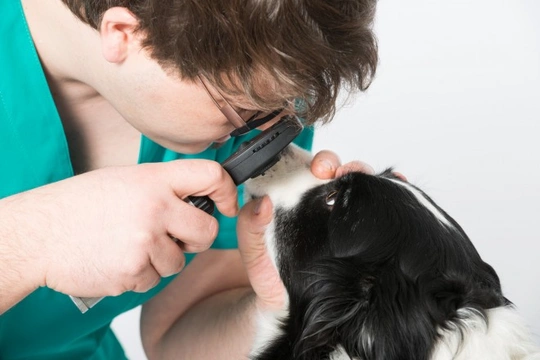How would you know if your dog was losing their eyesight?