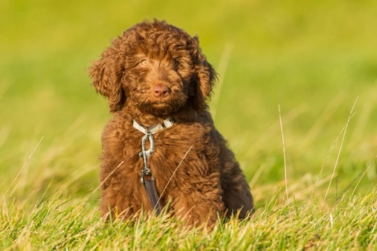 Labradoodle or Goldendoodle - Which makes the best pet?