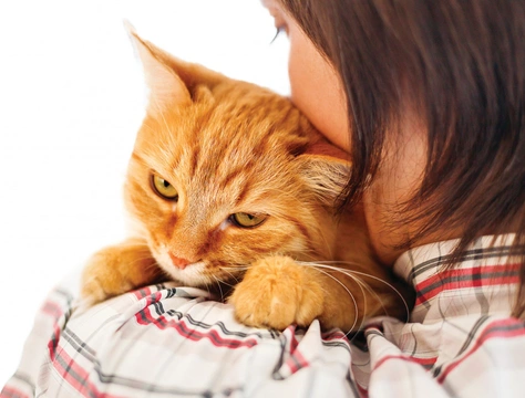 Felinoterapie 3. díl – Felinoterapie vlastní kočkou?
