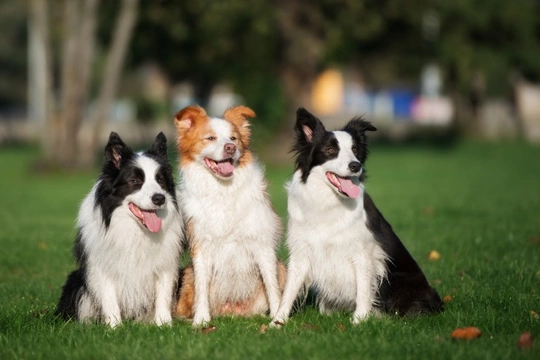 Sensory neuropathy DNA testing for the Border collie dog breed