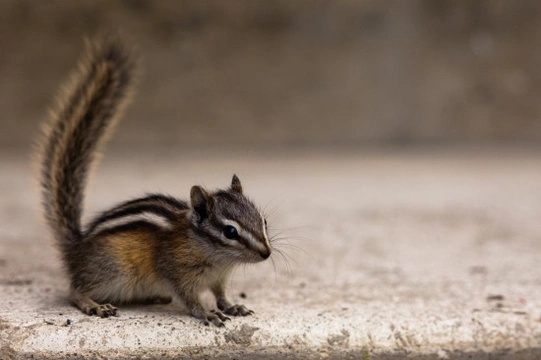 Fun Interesting Facts About Chipmunks