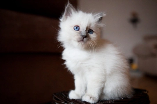 10 interesting facts about the Birman cat breed for prospective kitten buyers
