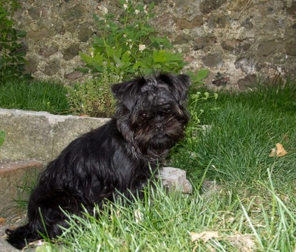 More about the Affenpinscher dog - Pros and cons of ownership