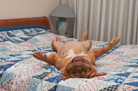 How to stop a dog clearance from sleeping on your bed