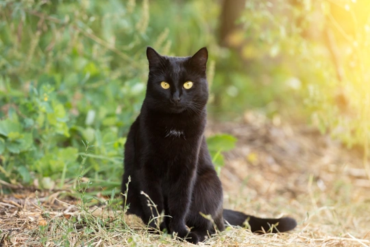 13 Fascinating Facts About Black Cats