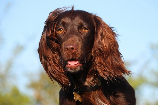 Why are Cocker Spaniels so prone to ear infections?