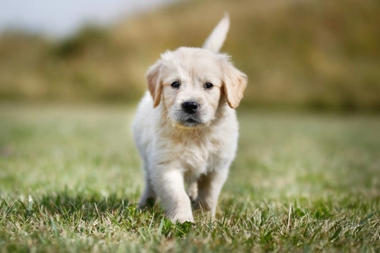 The rules for formally naming a pedigree puppy for Kennel Club registration